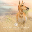 Arizona Wildlife Photo Contest